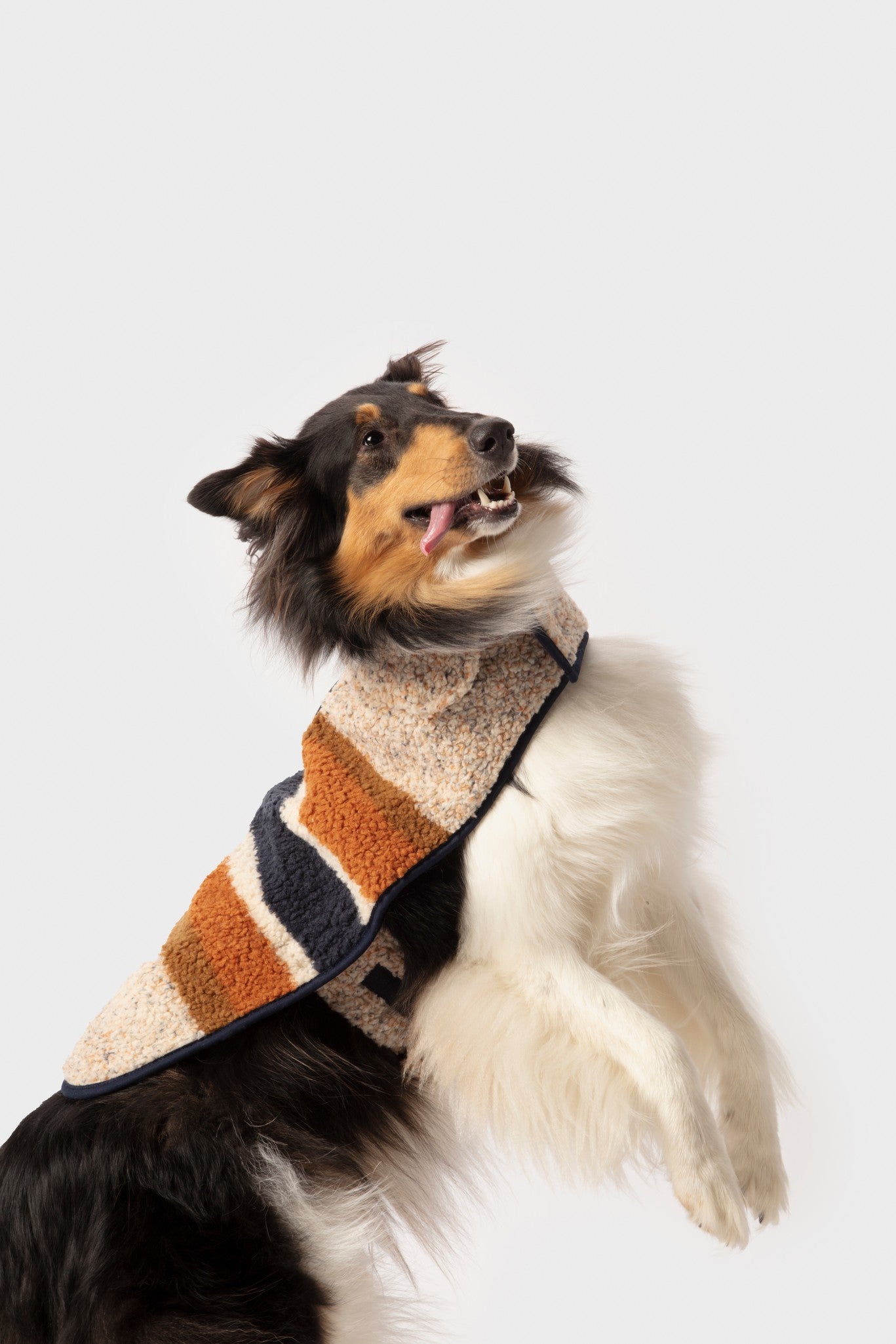 Dog Coat - Brand Stripe Ombre