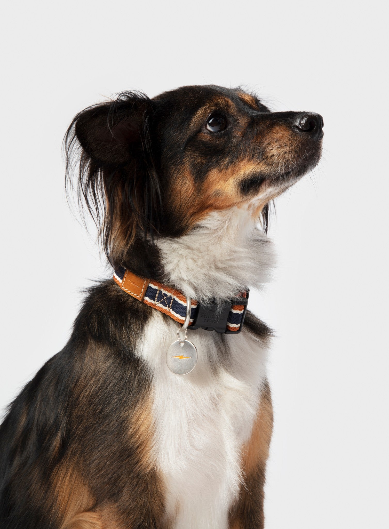 Nylon Dog Collar - Brand Stripe